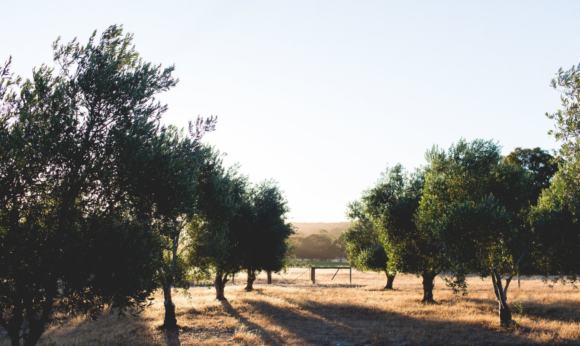 Rows of olive trees and vines catch the golden-hour light across Yala Yallingup's 12-acre estate